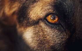 wolf wolf