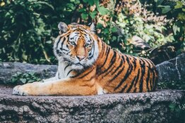 tiger tiger