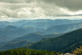 Mountains covered in pine trees