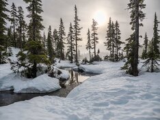 Pine trees in the snow beside a stream Pine trees in the snow beside a stream