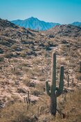 Desert with cacti