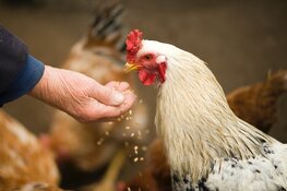 Chicken being fed by hand