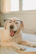 A dog wearing glasses A dog wearing glasses