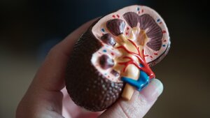 kidney kidney