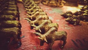 bulls bulls