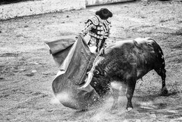 bull bull