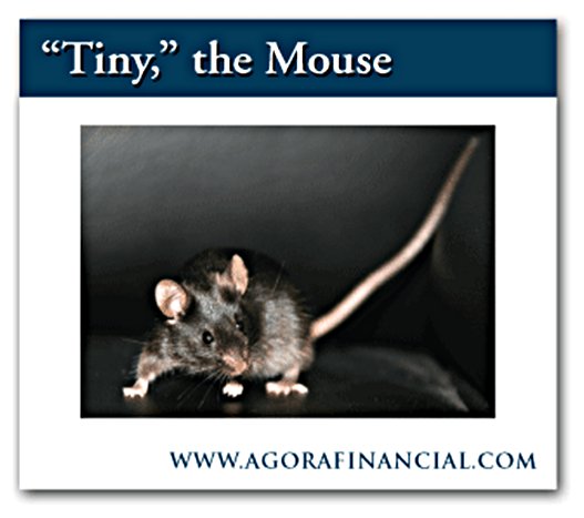 tinymouse1