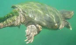 turtlecover