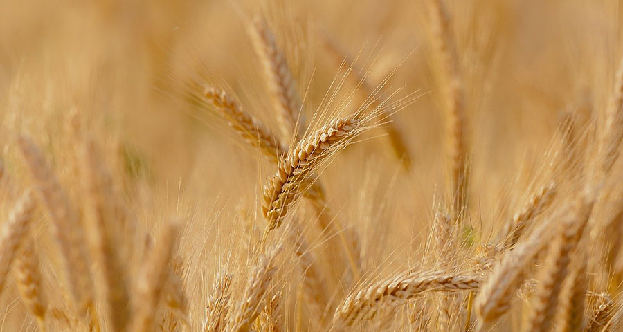 Wheat